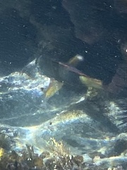 Notolabrus gymnogenis