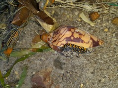 Cymbiola nobilis