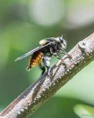 Mallophora ruficauda