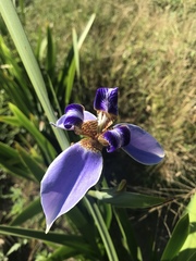 Trimezia coerulea