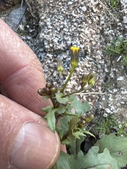 Senecio mohavensis