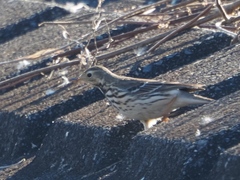 Anthus rubescens japonicus