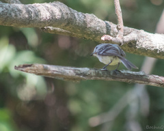 Serpophaga subcristata