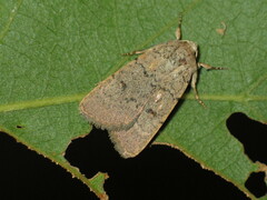 Caradrina aspersa