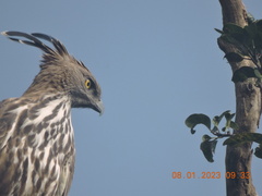 Nisaetus cirrhatus