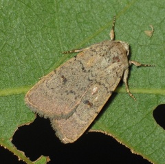 Caradrina aspersa