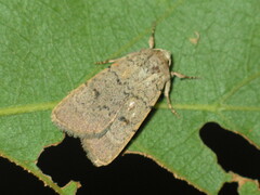 Caradrina aspersa