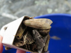 Halysidota tessellaris