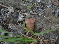 Pseudorthodes vecors