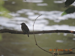 Muscicapa dauurica