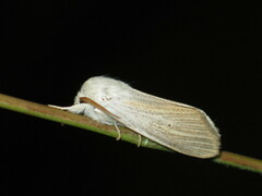 Acronicta nervosa