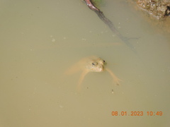 Euphlyctis cyanophlyctis