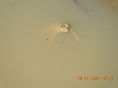 Euphlyctis cyanophlyctis