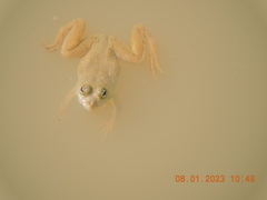 Euphlyctis cyanophlyctis