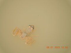 Euphlyctis cyanophlyctis