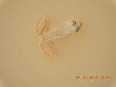 Euphlyctis cyanophlyctis