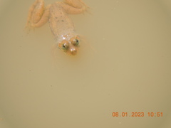 Euphlyctis cyanophlyctis