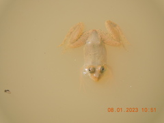 Euphlyctis cyanophlyctis