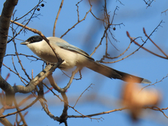 Cyanopica cyanus