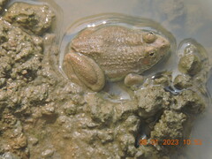 Euphlyctis cyanophlyctis