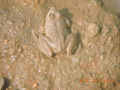 Euphlyctis cyanophlyctis