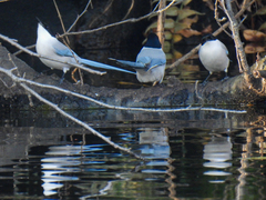 Cyanopica cyanus