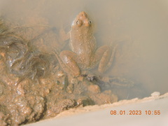 Euphlyctis cyanophlyctis