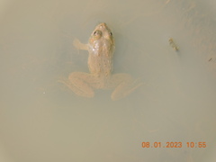 Euphlyctis cyanophlyctis