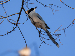 Cyanopica cyanus