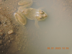 Euphlyctis cyanophlyctis