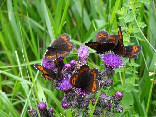 Large Ringlet, Bruck-Mürzzuschlag, Österreich, photo 8 of 10