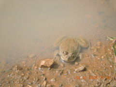 Euphlyctis cyanophlyctis