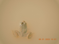 Euphlyctis cyanophlyctis