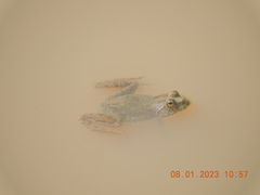 Euphlyctis cyanophlyctis