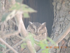 Otus bakkamoena