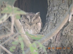 Otus bakkamoena