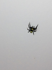 Thorelliola ensifera