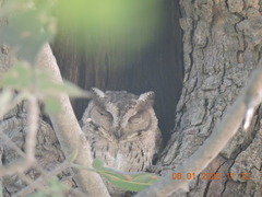 Otus bakkamoena