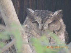 Otus bakkamoena