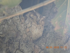 Otus bakkamoena