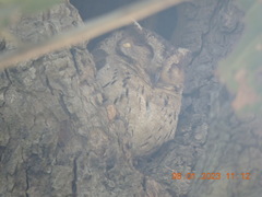 Otus bakkamoena
