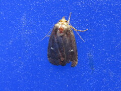 Pseudorthodes vecors