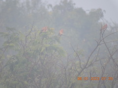 Streptopelia chinensis