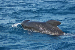 Globicephala melas