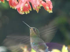 Coeligena bonapartei