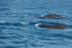 Globicephala melas