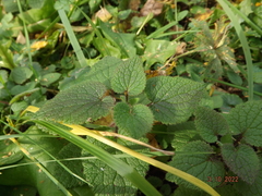 Lamium