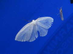 Lomographa vestaliata