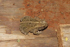 Incilius mazatlanensis