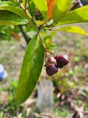 Euonymus cochinchinensis